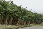 Les Antilles - La chlordécone a semé la zizanie dans les champs de banane. Qu’en est-il des autres pesticides ?
