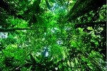 Equateur - Les boules des bousiers de la forêt tropicale de Yasuni : un exemple de l’importance de la biodiversité pour l’écosystème