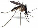 Ile de la Réunion - Pas de panique, on va stériliser les moustiques !