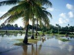 Tuvalu - Menacée par la montée des eaux, les Tuvalus veulent montrer l’exemple