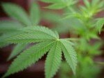 Californie - Du cannabis pour se soigner