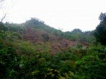 Madagascar - « Les Frontières du court » Endemicité, problème de déforestation